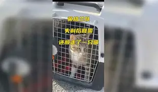 常规赛巅峰对决！云贵独角兽队失利东海鲨队队，板球赛场再起波澜；锋线火力回暖的简单介绍